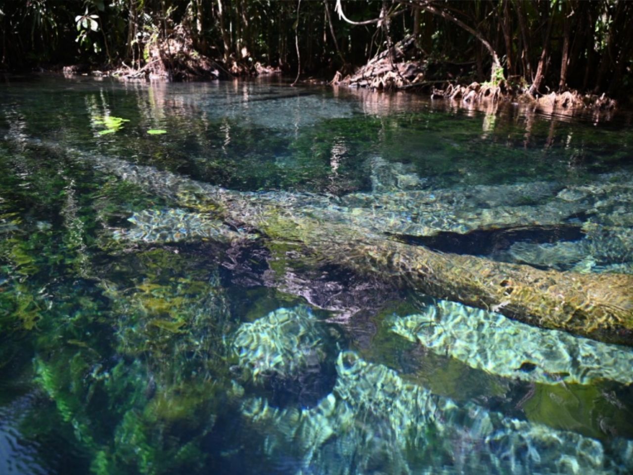 Sea Kayaking Through Mangroves and Caves