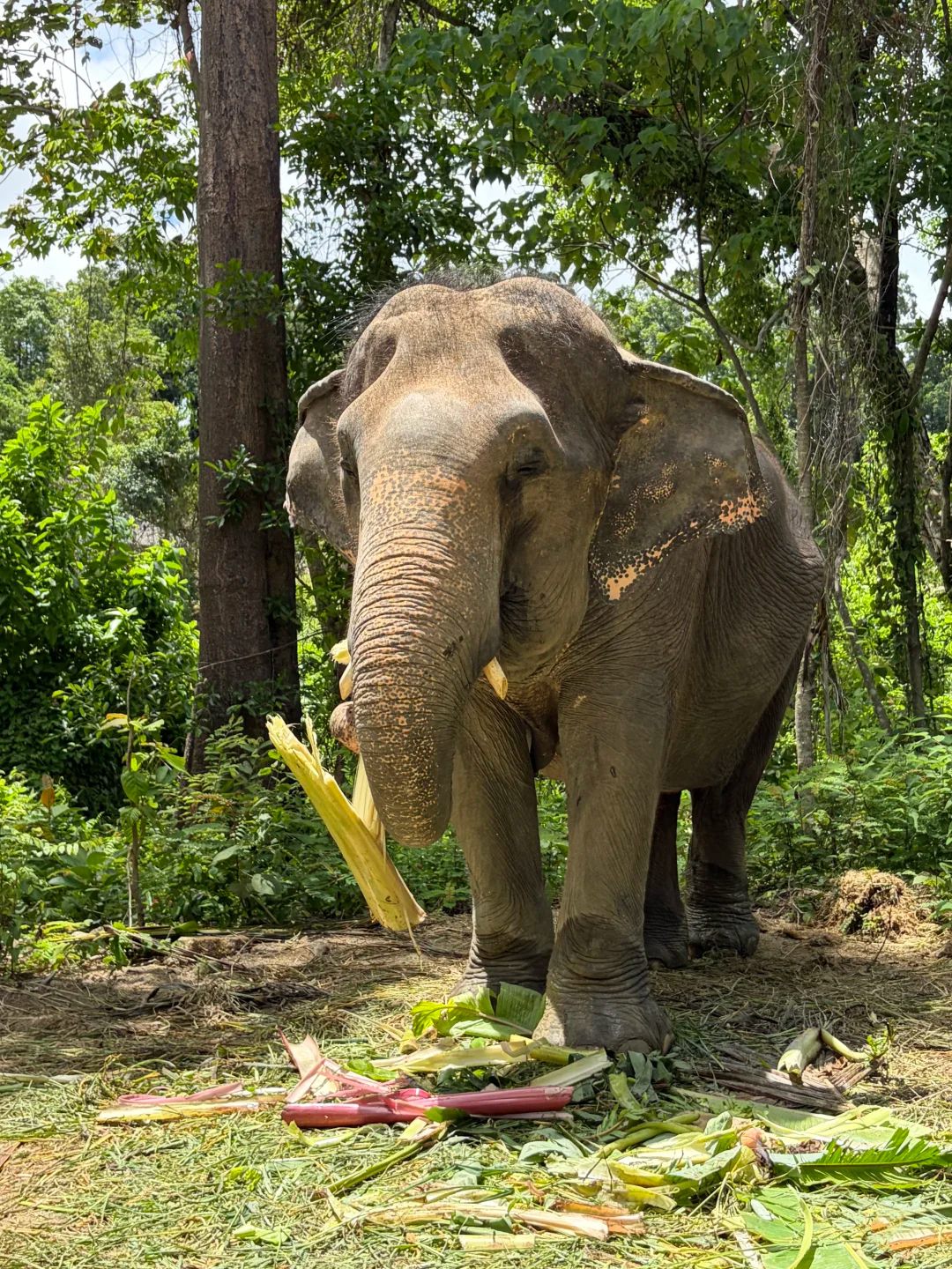 Elephant Jungle Sanctuary