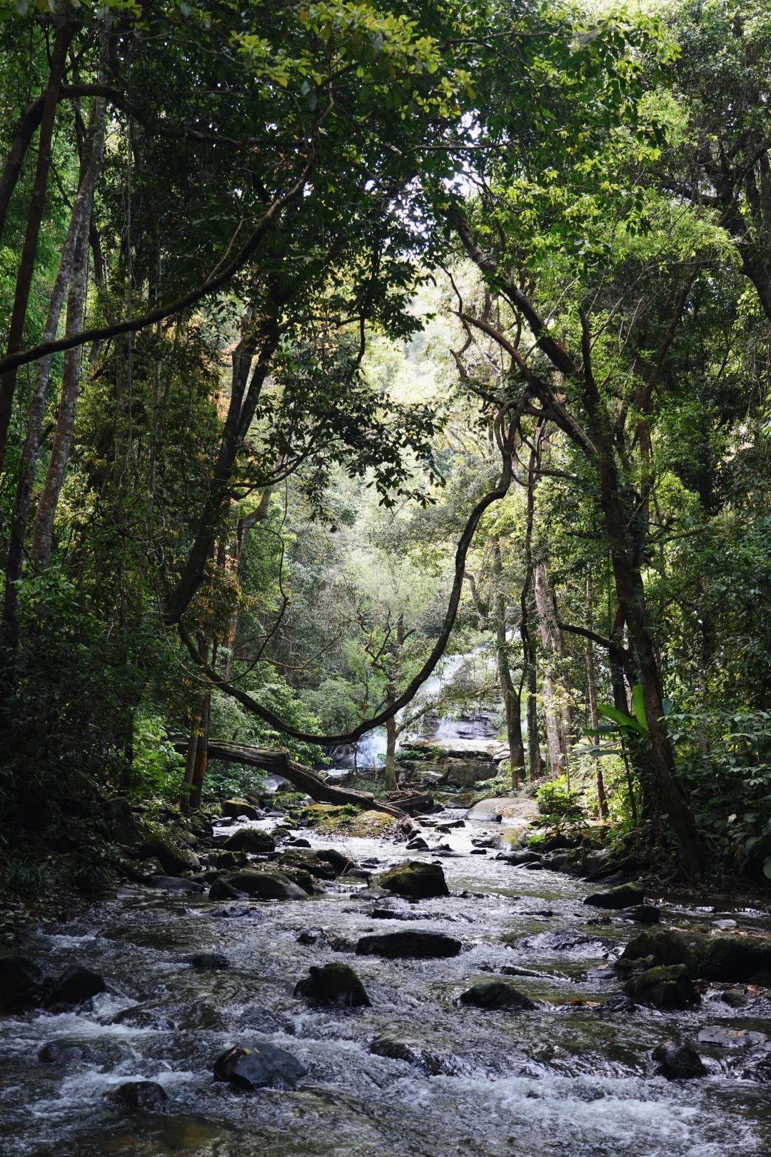 Inthanon National Park 1